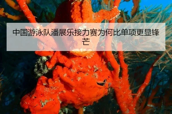 zhong-guo-you-yong-dui-pan-zhan-le-jie-li-sai-wei-he-bi-dan-xiang-geng-xian-feng-mang-2-437.jpg